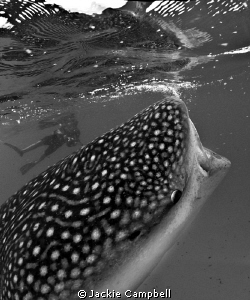 Whaleshark feeding in Maldives. by Jackie Campbell 